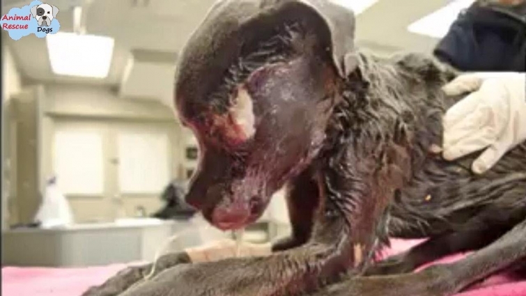 Rescue Abandoned Dog From Starved Nearly to DEATH to Amazing Transformation