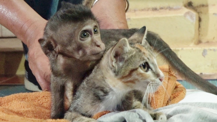 Lori Has New Friend – Vet Try To Find New Friend For Lori For Test