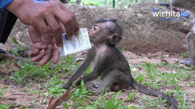 Small baby Lori happy with milk – Vet comes to visit baby Lori