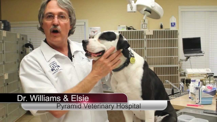 How To Brush Your Dogs Teeth