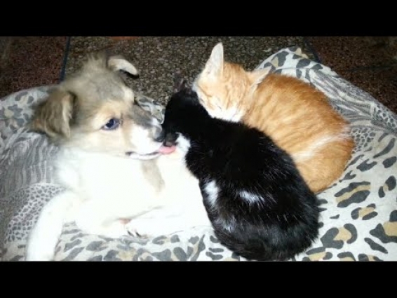 Puppy and orange take care of the lost kitten