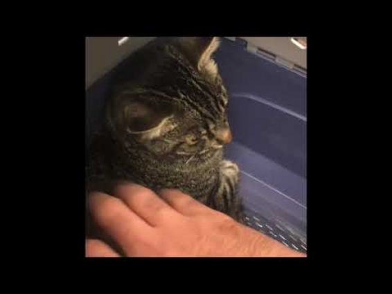 Titu’s first time at the vet