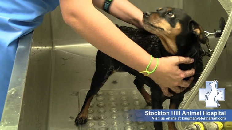 FURminator-Three steps to help you pet shed less