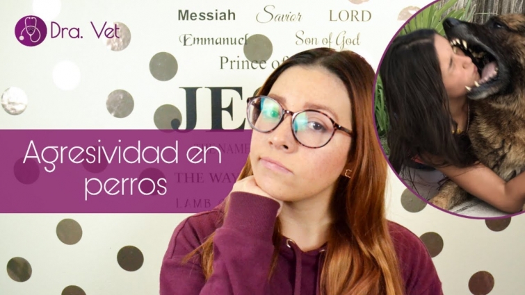 El día en el que un perro me mordió 🐶🤕 | Dra. Vet