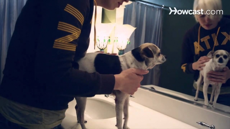 How to Recognize the Signs & Symptoms of Canine Kidney Disease