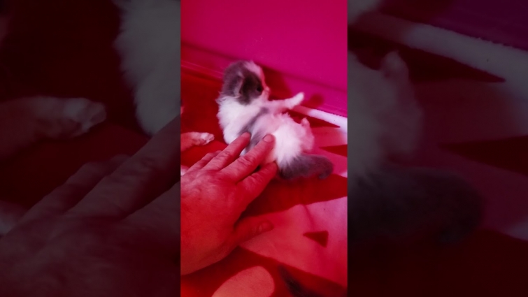 Crispy x Sugar  Daddy kittens at 3.5 weeks