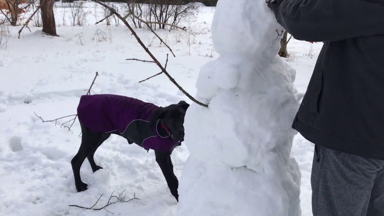 Great Dane puppy makes it impossible to build a snowman
