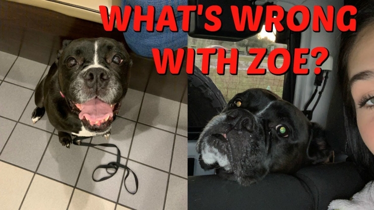 OUR DOG HAS CANCER? EMERGENCY VET VISIT! EMMA AND ELLIE