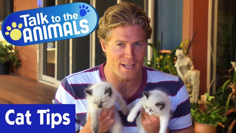 🐱 Dr Chris Brown’s Best Cat Tips | Talk To The Animals