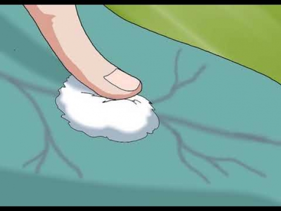 How to Get a Blood Sample from a Trained Dolphin? Veterinarian