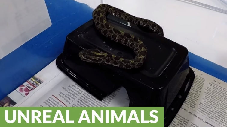 Wild rattlesnake receives ingenious treatment from veterinarian for facial infection