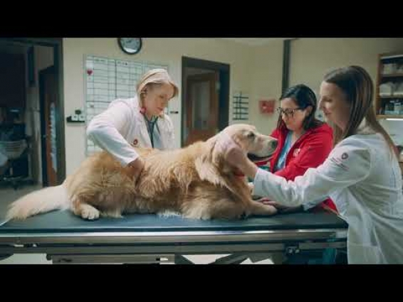 'Lucky Dog' WeatherTech Super Bowl ad featuring Scout & the UW School of Veterinary Medicine