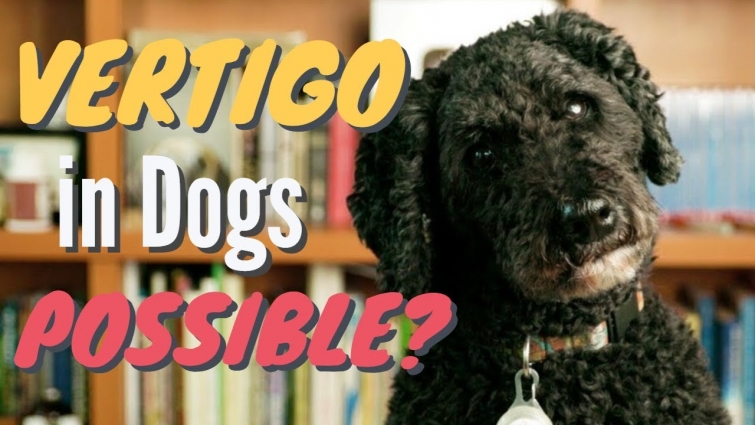 Vertigo in Dogs: 5 New Remedies