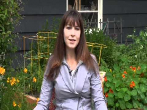 Veterinarian Speaks on Royal Frenchels – French Bulldog Designer