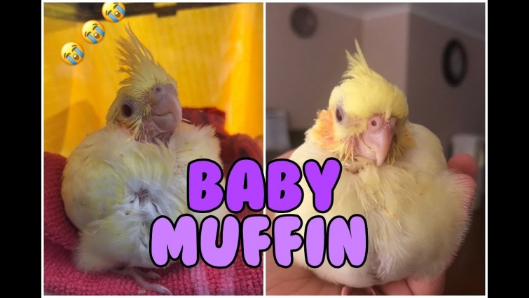 Throwback to my Baby Cockatiel – Muffin Edition 😊