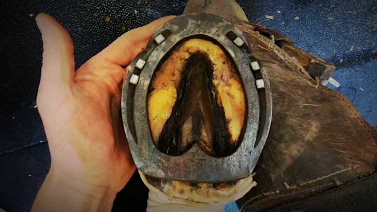 Heel Bulb LACERATION – THERAPEUTIC Horseshoeing – HANDMADE Bar Shoe