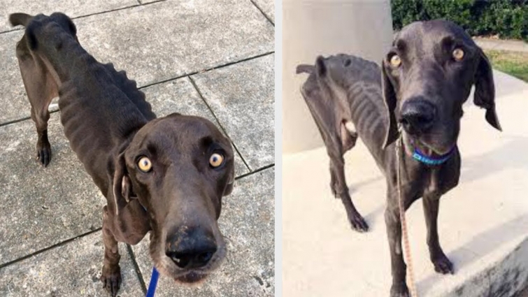 Starving Dog Chained In The Snow Gets Rescued