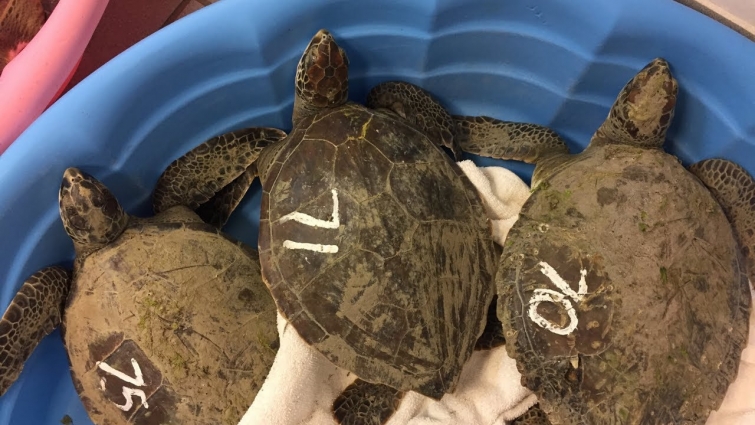 Cold-stunned Sea Turtles at the N.C. Museum of Natural Sciences