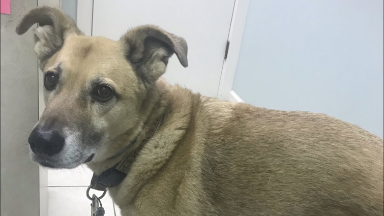 Marty has wellness exam