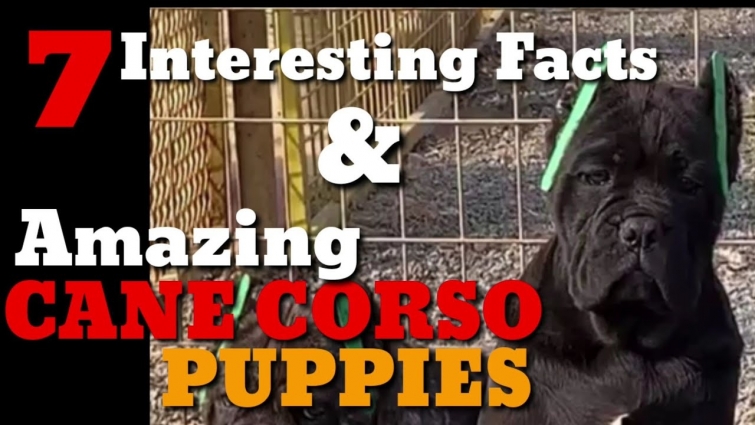 7 Interesting Facts Why you Should take a Cane Corso & Awesome Top Quality Cane Corso Pups for Sale