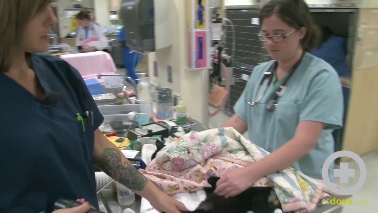 Medial Saphenous Blood Draw on a Cat