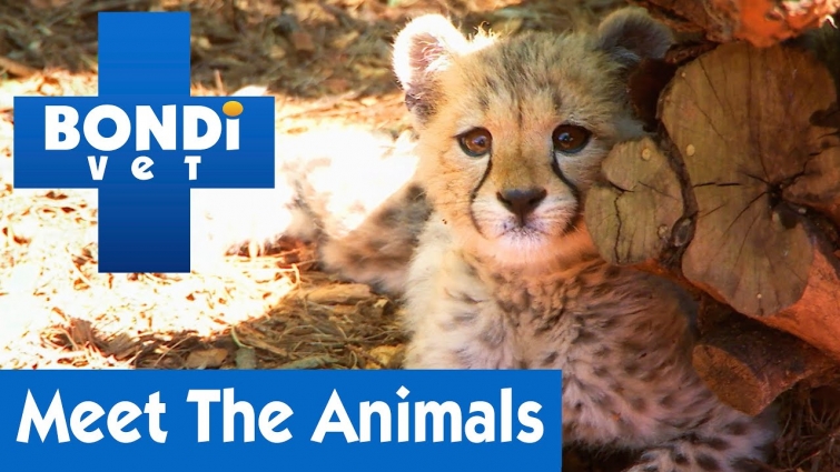 🦁 Meet All The Animals | Bondi Vet | Season 5  (Part 1)