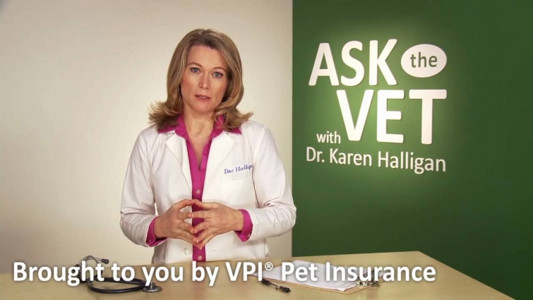 Ask a Vet – What foods are toxic to my dog or cat?