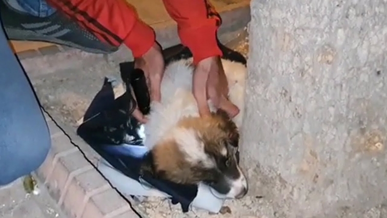 Rescue Poor Puppy Was Abandoned At Midnight Make You Are Happy