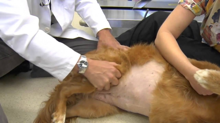 Recognizing Hip Dysplasia in Dogs   VetVid