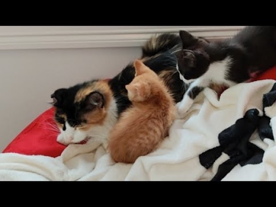 Vet Report 2020-02-04