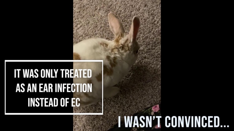 How a vet misdiagnosis changed my life and my rabbit's life…
