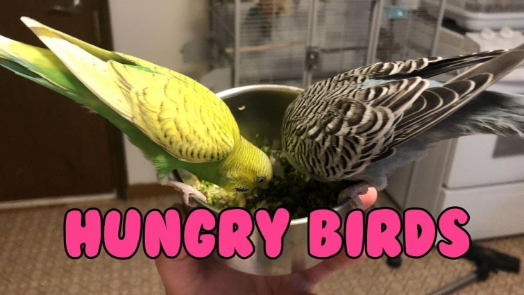 Kiwi and Edward Enjoying Their Mash!