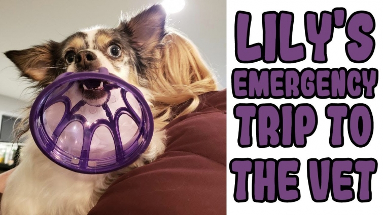 Emergency Trip To The Veterinarian | Toy Got Stuck To My Dogs Jaw