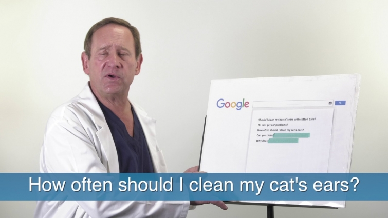 Veterinarian Brad Gordon Answers the Five Most Googled Pet Ear Questions