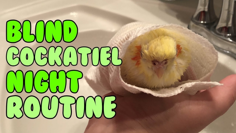 How My Blind Cockatiel Takes a Bath 🛁🥰