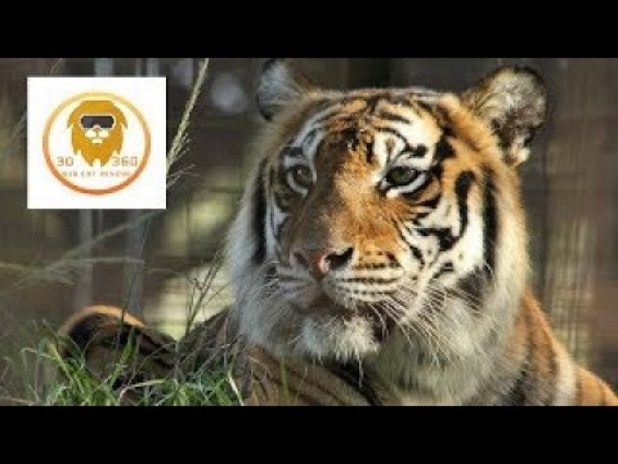 TIGER SEES VET IN 180VR 3D!