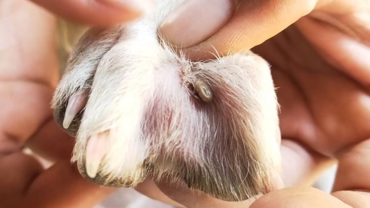 Helping Remove Big Ticks – Dog Foots