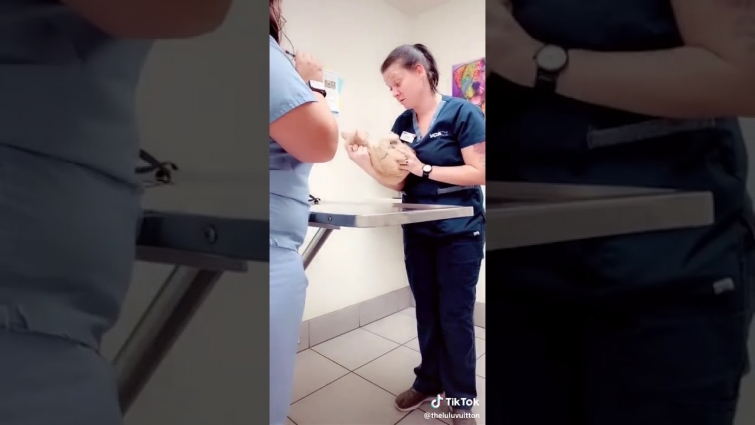 💚🤣 tiktok theluluvuitton – I HATE GOING TO THE VET 😾😾  (Click Subscribe)