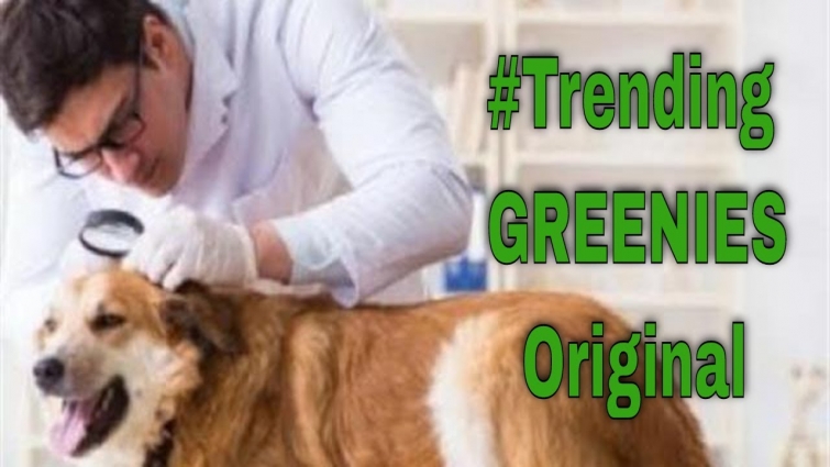 Trending GREENIES Original Dog Dental Care Chews || Dental Products For Dogs & Cats
