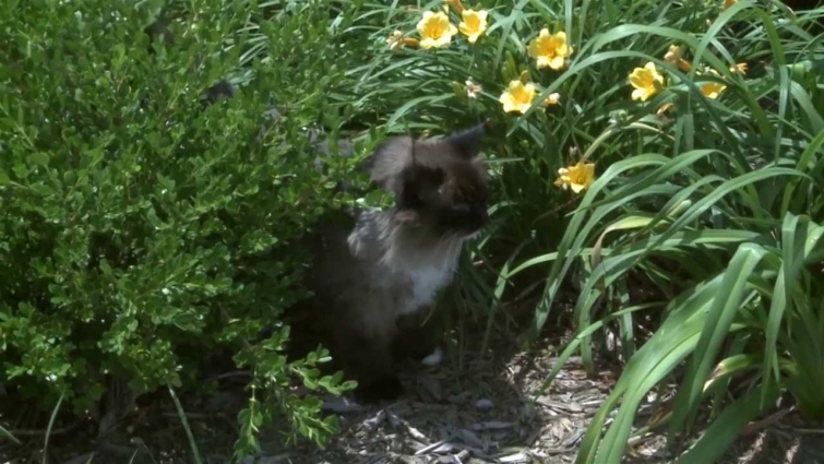 Veterinarian Warns Cat Owners to Beware of Deadly Tick Disease