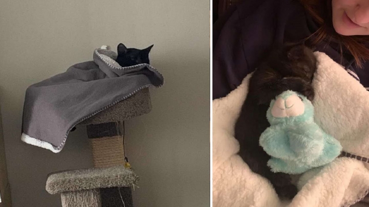 A Cat Has Been Obsessed With His Baby Blankets And Carries It Everywhere