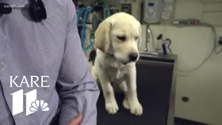 Amazon pulls suspected counterfeit heartworm medication