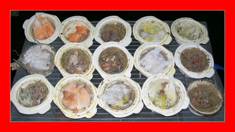 ¿QUIERES SACAR MÁS CANARIOS EN LA CRIA DE CANARIOS? 😱 TRUCOS y CONSEJOS para CRIAR CANARIOS