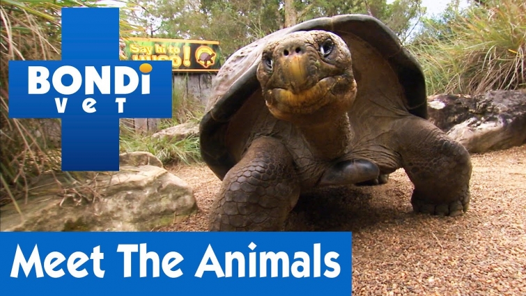 🐢 Meet All The Animals | Bondi Vet | Season 5 (Part 2)