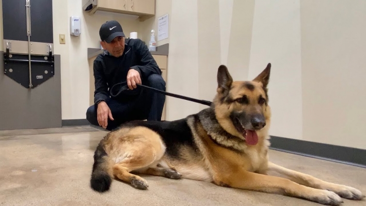 German Shepherd's Vet Visit Experience | Indian Vlogger | GSD |  Ace The Hero | This Indian