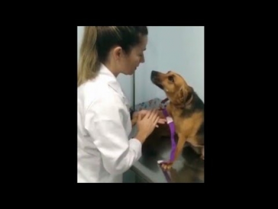 Dog very calm that melt my heart while get injection on vet – Animals Pet Lover video 2020