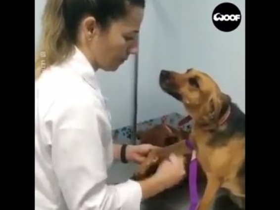 Dog Puts On A Brave Face When Visiting The Vet