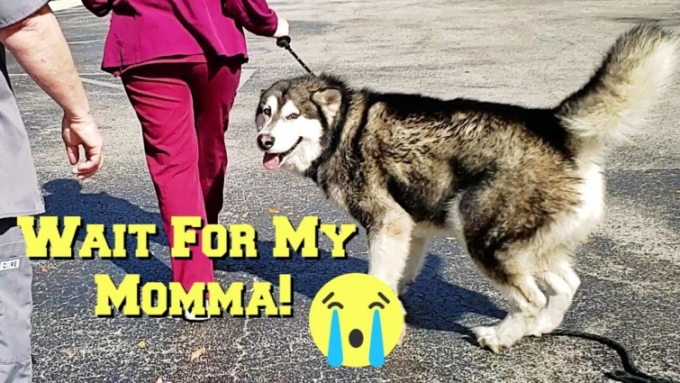Tonka The Malamute Rushed To The Vet | Freak Accident During Bath