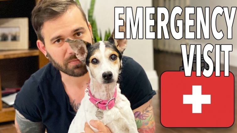 LATE NIGHT EMERGENCY TO VET!