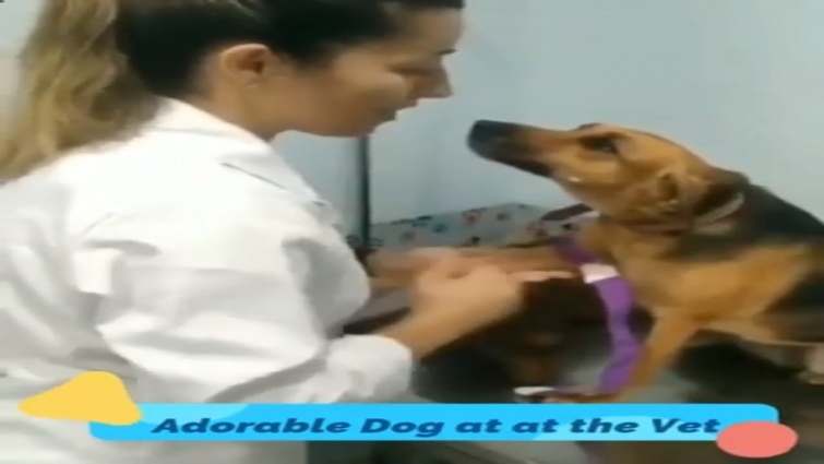 Doggy Checkup | Cute Moment at the Vet | Adorable Dog gives Blood at the Veterinarian.